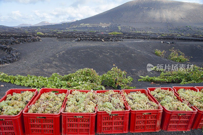 La Geria火山葡萄酒谷的葡萄丰收